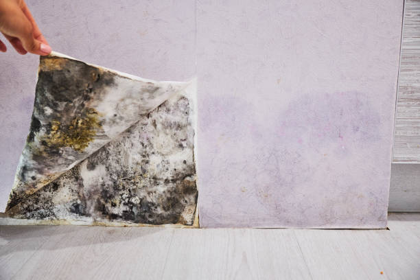 Best Post-Flood Mold Remediation in Boca Raton, FL